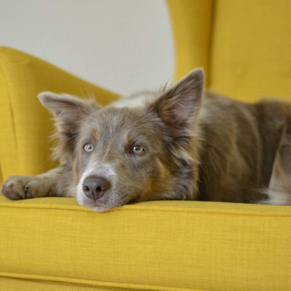 Brown dog resting on a yellow chair