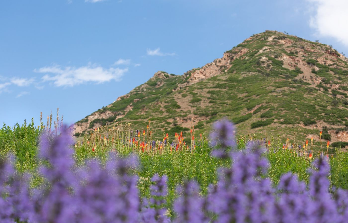 Red Butte Gardens with mountain in the background, near Alta Stone at the Gateway luxury apartments